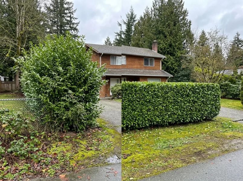 Western Redcedar Dieback: Why Your Hedge and Your Yard Trees Are Going Brown